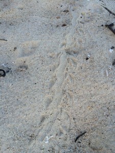 ウミガメの足跡